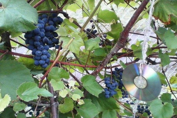 Популярные неукрывные сорта винограда