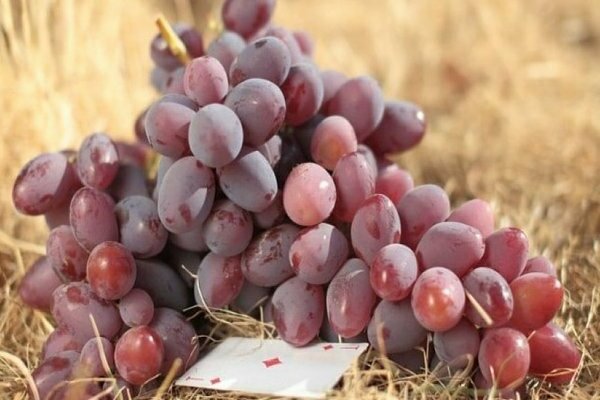 Сорта винограда укрывного типа