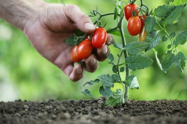 Низкорослые помидоры: лучшие сорта, преимущества низкорослых разновидностей