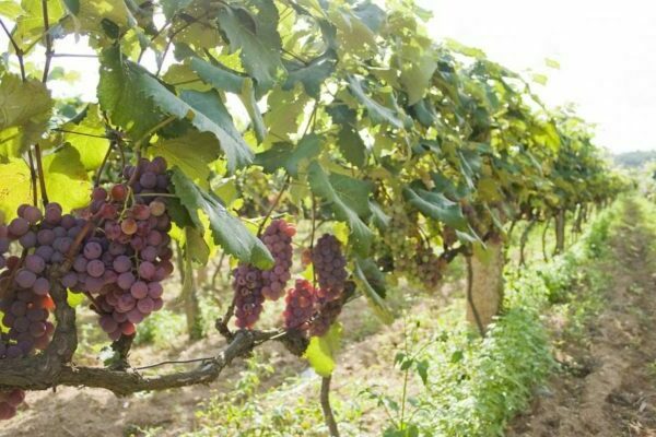 нормировка винограда гроздями