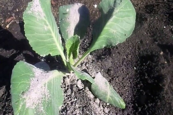 Обработка капусты от вредителей: народные средства от вредителей капусты