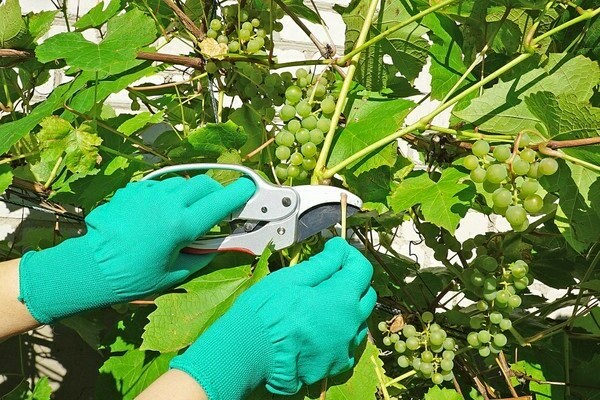 Уход за виноградом в июне: обрезка, прививка, удобрение и болезни