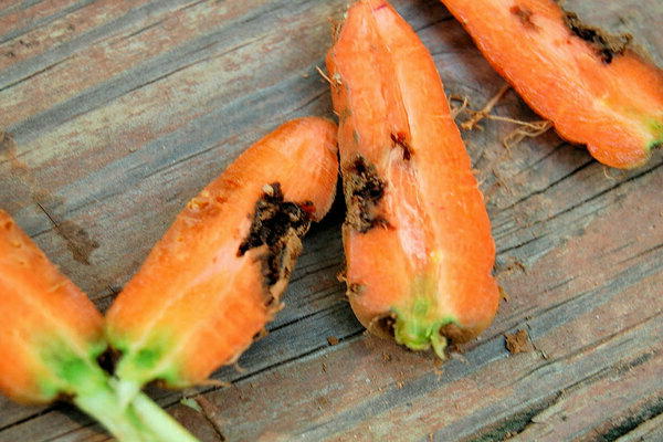 Вредители моркови