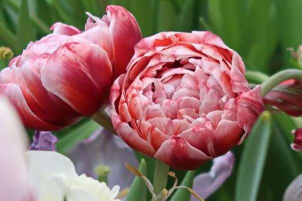 Пионовидные тюльпаны: описание
