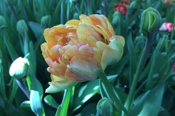 Пионовидные тюльпаны: фото, особенности выращивания