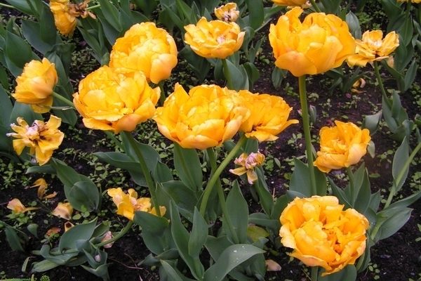 Тюльпан пионовидный: сорта, описание