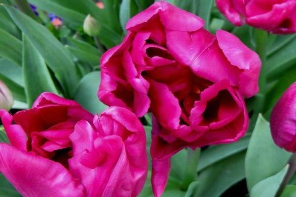 Тюльпан пионовидный: сорта, описание