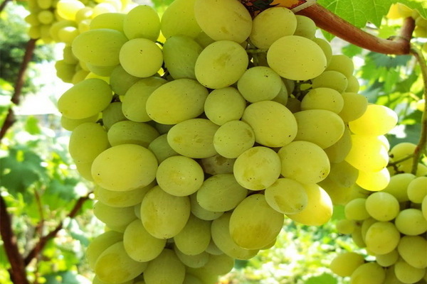 сорта белого винограда