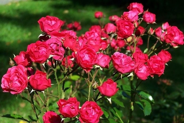 полиантовые розы сорта