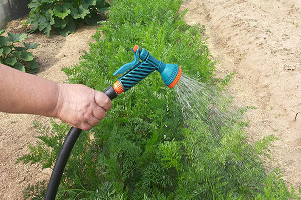 Как поливать морковь в открытом грунте: инструкция