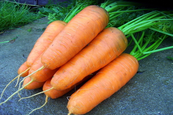морковь Шантане