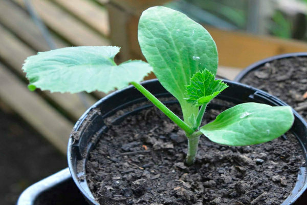 Правила выращивания и фото рассады тыквы и кабачка: рассада кабачка
