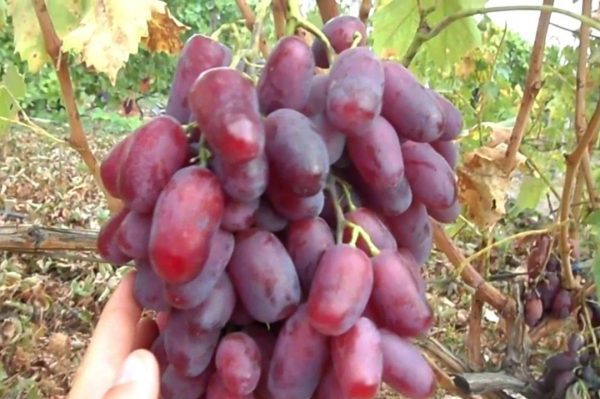 сорт винограда ризамат