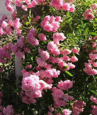 Почвопокровные розы фото, посадка и уход, сорта. Роза «Фейри»: характеристика, советы по выращиванию Роза почвопокровная фейри данс посадка и уход