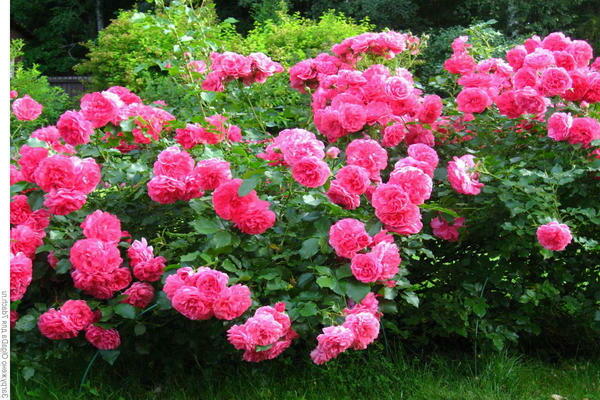 роза розариум ютерсен фото