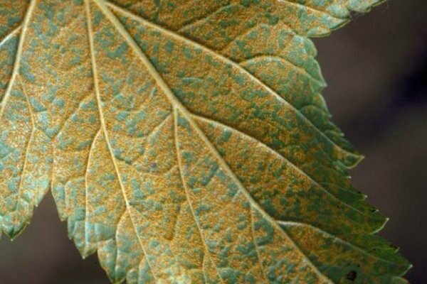 Ржавые пятна на листьях смородины фото и как бороться