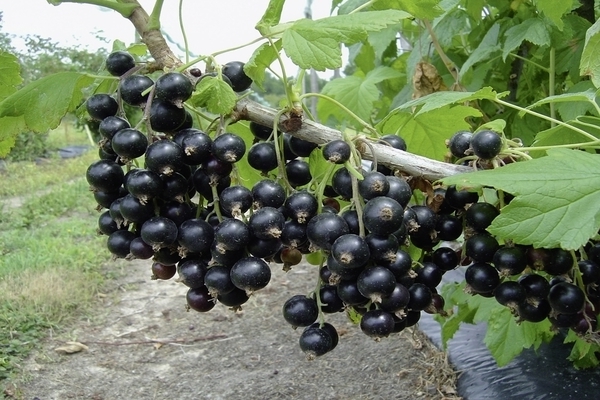 Смородина черная Экзотика: рекомендации по выращиванию