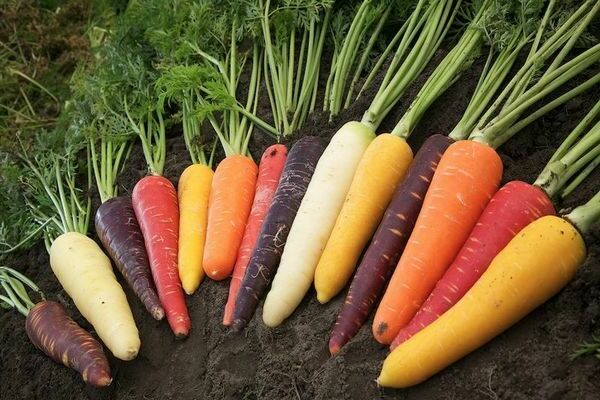 Лучшие сорта моркови: общая информация