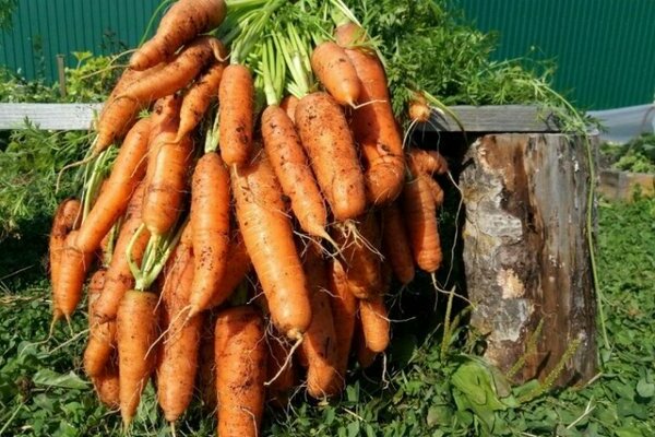 Позднеспелые разновидности моркови