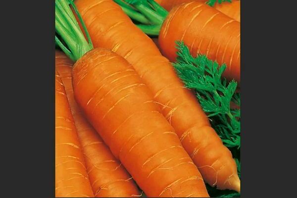 Морковь: описание сортов среднеспелых