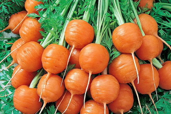Морковь: описание сортов среднеспелых