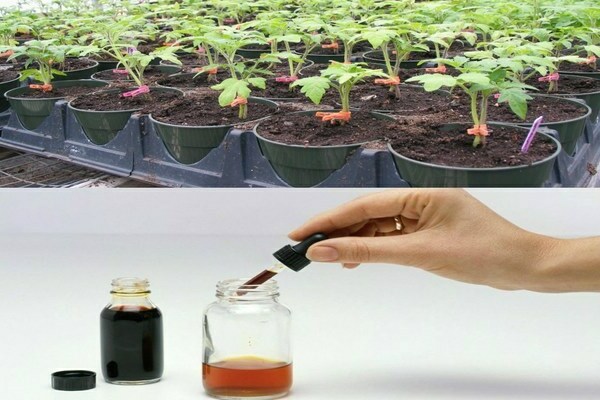 Стимуляторы роста для растений