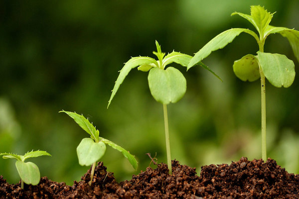 стимуляторы роста корней растений