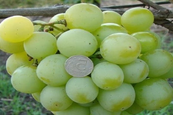 виноград талисман фото