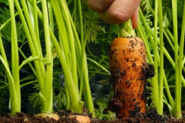 Тля на моркови: как бороться народными средствами, чем обработать