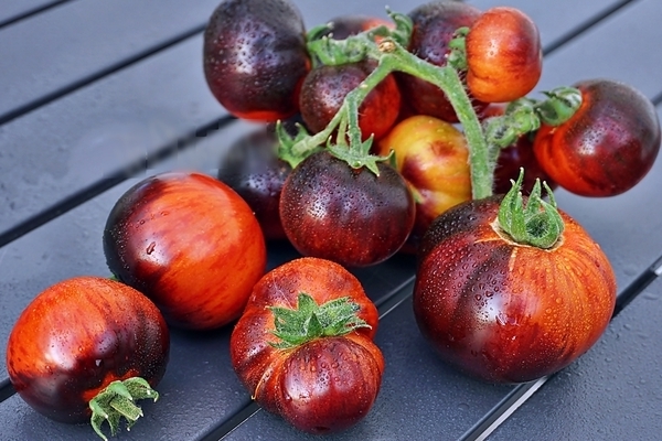 Сорт томата Гном: лучшие разновидности