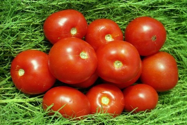 Томат Волгоградский: коротко про томаты