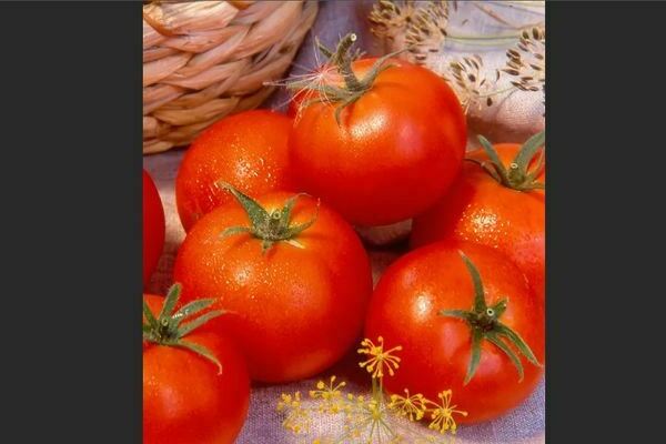 Волгоградский томат: описание характерных черт