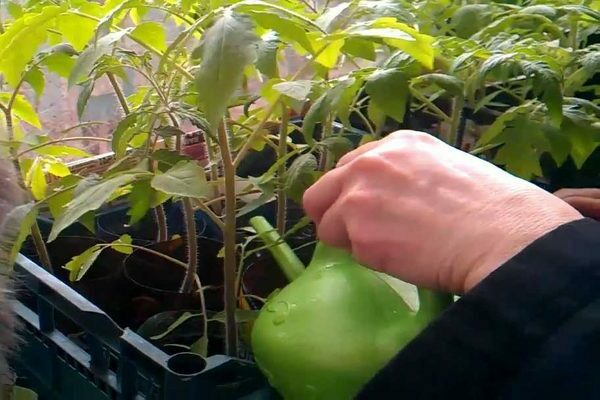 Чем подкормить рассаду томатов и перцев, чтобы они были пухлыми? Перед сбором помидоров или болгарского перца украсьте их народными домашними средствами