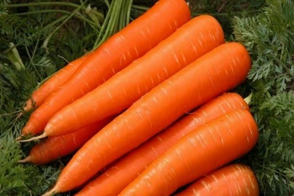 Ранние сорта моркови