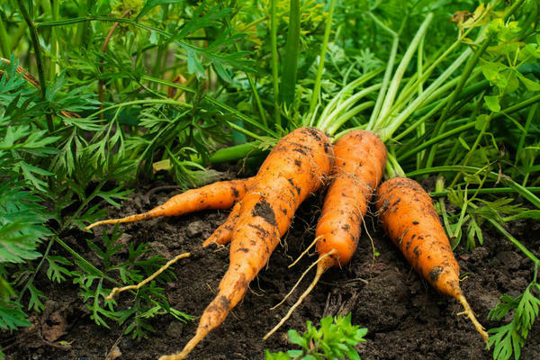 уборка моркови