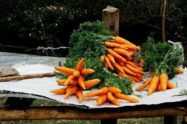 уборка урожая моркови