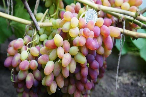 виноград арочный описание сорта