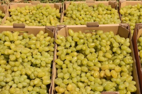 виноград долгожданный описание сорта