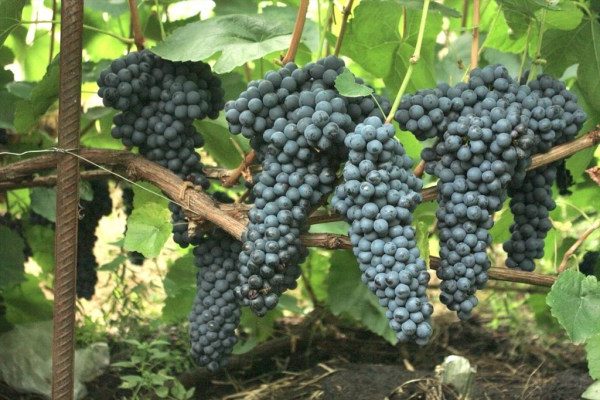 виноград памяти домбковской отзывы