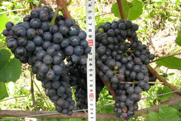 виноград памяти домбковской описание сорта