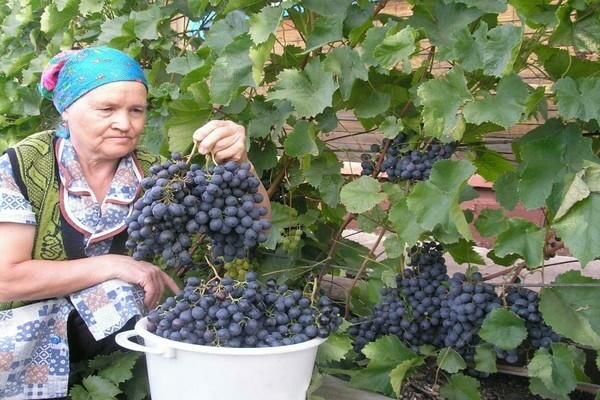 Виноград Агат Донской Фото