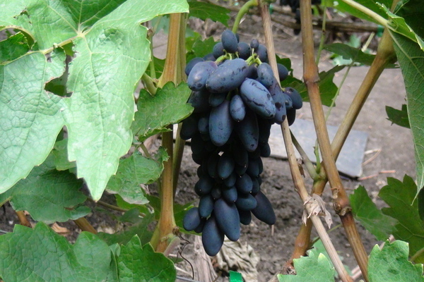 Виноград Академик: описание сорта, фото и отзывы садоводов