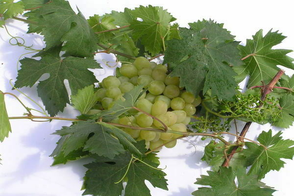 виноград алешенькин описание сорта