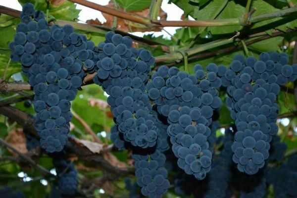 Виноград амурский прорыв описание сортта