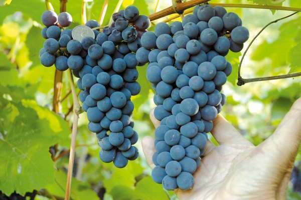 описание винограда амурский прорыв