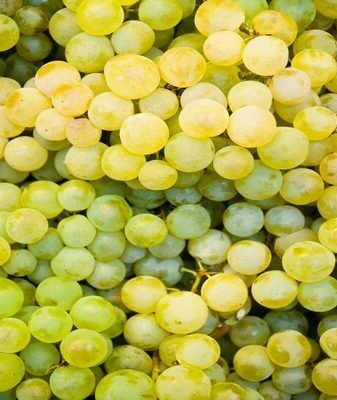 Кишмиш Лучистый описание сорта винограда, характеристика, отзывы