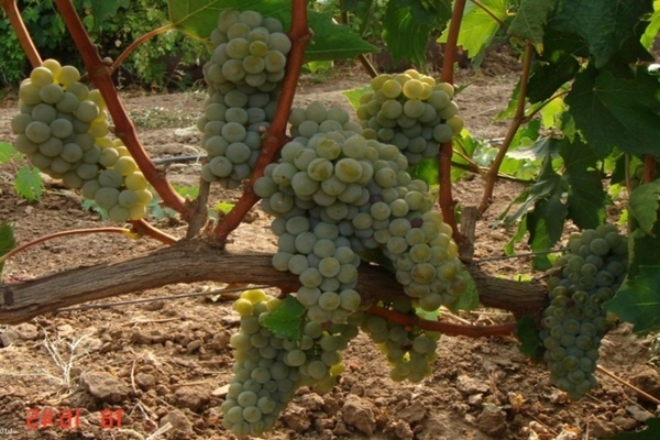 виноград Бианка
