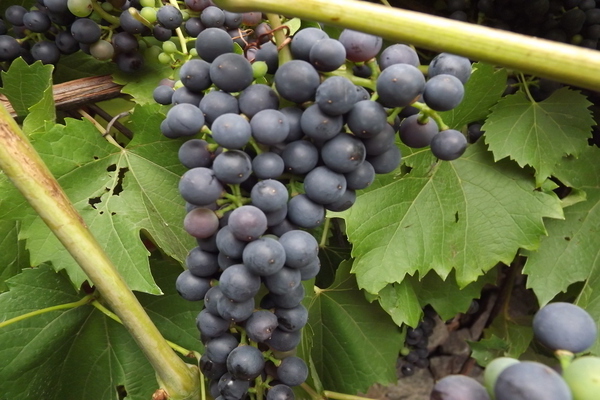 Как выращивать виноград в ленинградской области?