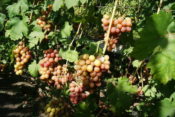 виноград гурман ранний