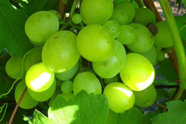 Виноград Кеша: описание сорта, основная информация про виноград